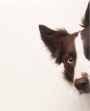 Запущений зубний камінь у собак