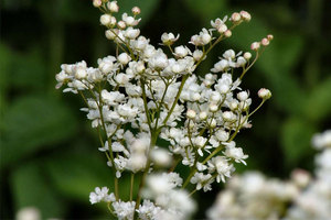 Вібраційний прогноз від lee на травень 2019 року