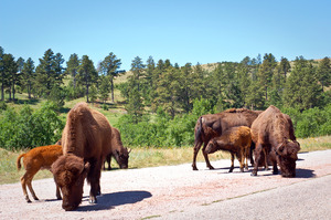 Black Hills