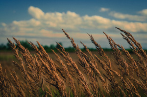 Тетяна фотографує :) Природа і не тільки :)