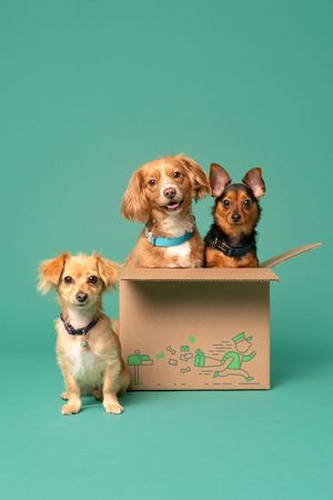 3 найчастіші питання власників про стерилізацію собак 