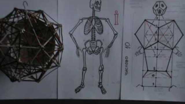 сакральний скелет людини