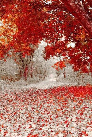 Коли зима обіймає осінь (фото)