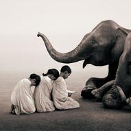 мудрий слон (фото)