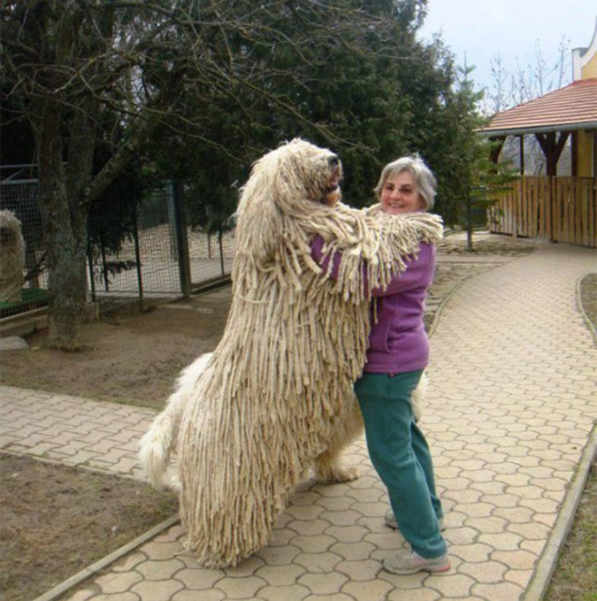Самые большие пребольшие. Комондор венгерская овчарка. Комондор Кришта Габриэль. Собака мочалка Комондор. Венгерская лохматая овчарка.