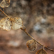 осіння природа (фото)