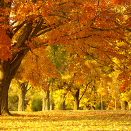осінні дерева (фото)