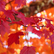 дерева восени (фото)