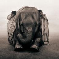 слони в природі (фото)