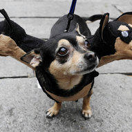 хеловінські костюми для домашніх собак (фото)