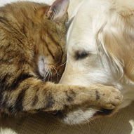 собака і кіт (фото)