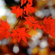 червоне листя