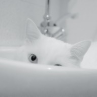 білий кіт