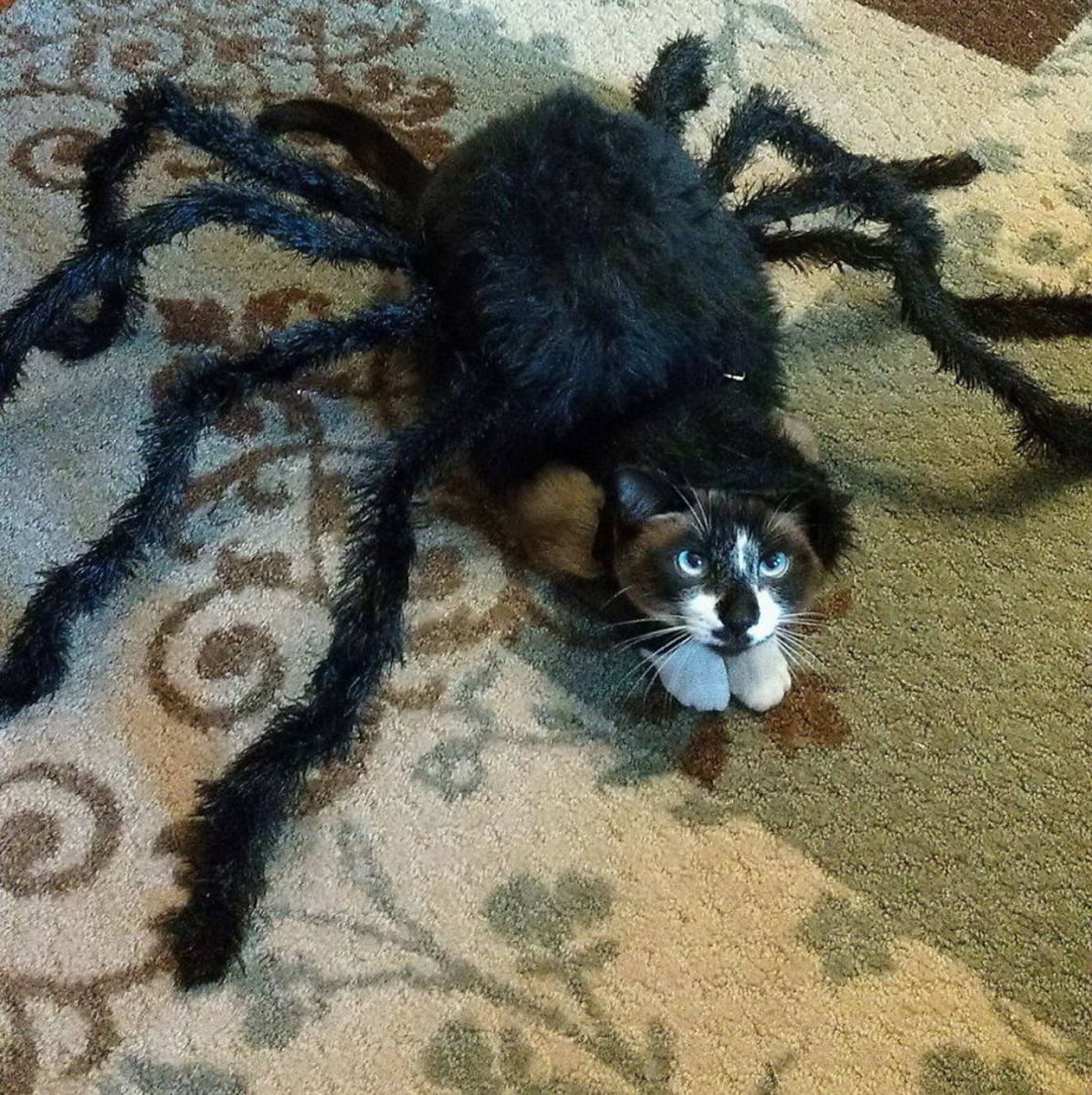 Включи кот паук. Кот паук. Кот в костюме паука. Костюм паука для кошки. Смешной паучок.