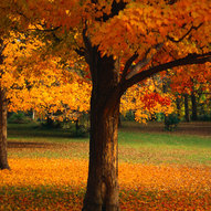 кольорові листочки восени (фото)
