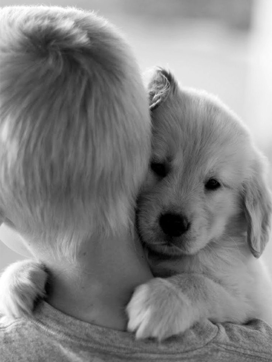 He love animals. Собаки обнимаются. Собаки нежность. Объятия животных. Милые собачки.