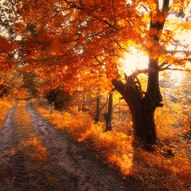 Карпатська осінь (фото)