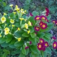 <i>Flowers are always a good idea</i> 19/20