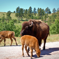 Black Hills, буйволи