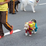 хеловінські костюми для собак