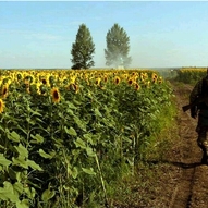 Україна, рік 2014-й. Рік Синього Дерев’яного Коня 184/229