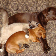 домашні собаки і домашні коти (фото)