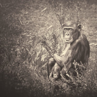 мавпи (фото)