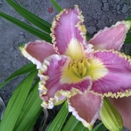 <i>Flowers are always a good idea</i> 16/20