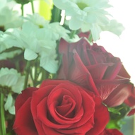 троянди (фото)
