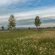 Долина нарцисів (Фото) 6/18