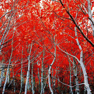 червоні осінні дерева