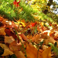 гілки восени (Фото)