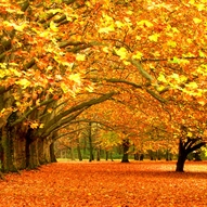 кольорові осінні дерева (фото)