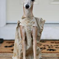 костюми для собак на хелловін, ідеї (Фото)