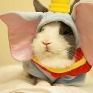 хеловінські костюми для кроликів