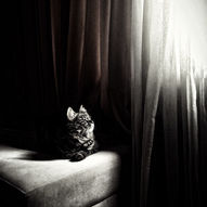 чорний кіт (фото)