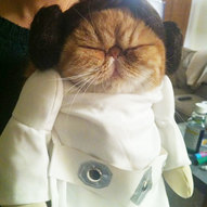 хеловінський костюм для домашніх котів (фото)