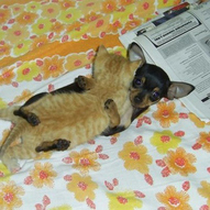 собаки і коти