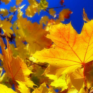 кольорові дерева восени (Фото)