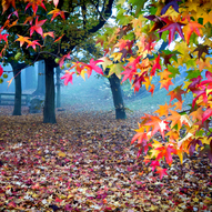 кольорове листя