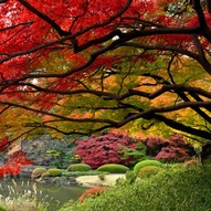 кольорові осінні листки (фото)
