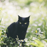 чорний кіт