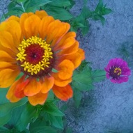 <i>Flowers are always a good idea</i> 6/20