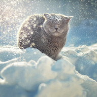 кіт взимку