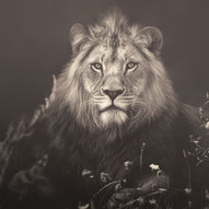 лев (фото)