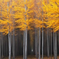 кольорові осінні дерева