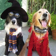костюми для собак